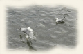 madeira funchai, gulls